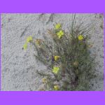 Yellow Evening Primerose 2.jpg